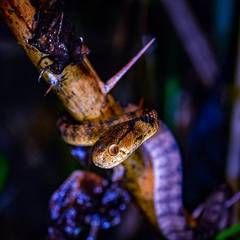 Pareas carinatus