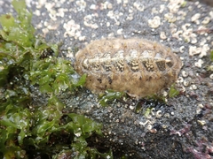 Acanthochitona fascicularis