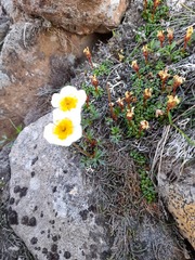 Sieversia pusilla