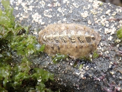 Acanthochitona fascicularis