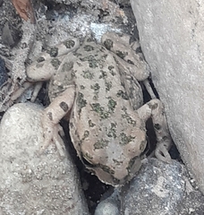 Bufotes cypriensis