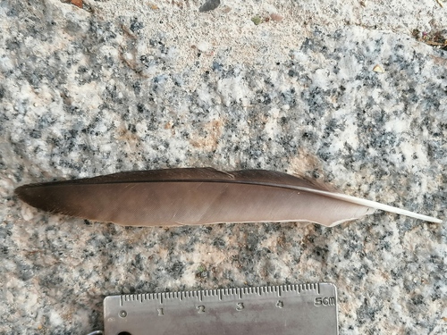 Plume de Étourneau unicolore