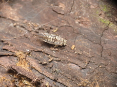 Psococerastis gibbosa