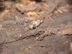 Psococerastis gibbosa