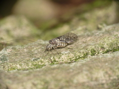 Psococerastis gibbosa