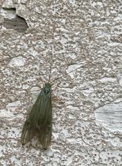 Polymorphanisus elisabethae