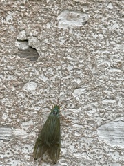 Polymorphanisus elisabethae