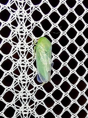 Batracomorphus allionii