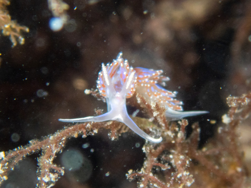 Crowned Aeolis