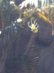 Bijoaraneus praesignis