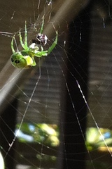 Bijoaraneus praesignis