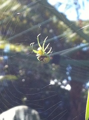 Bijoaraneus praesignis