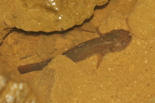 Mugilogobius cavifrons, 2022-01-23