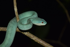 Trimeresurus insularis