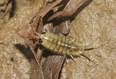 Ligia hawaiensis
