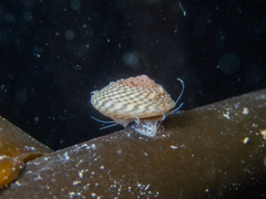 Steromphala cineraria