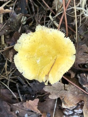 Russula lutea