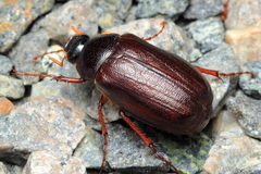 Phyllophaga anxia