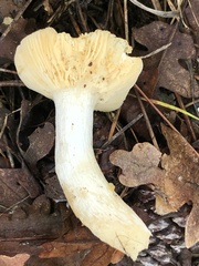 Russula lutea