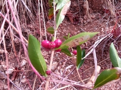 Tricalysia cryptocalyx image