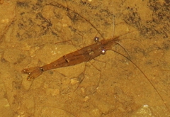 Palaemon debilis