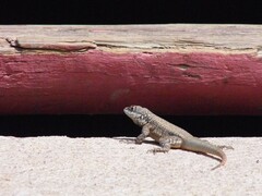 Tropidurus torquatus