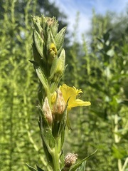 Oenothera indecora