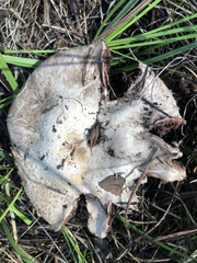 Agaricus sylvaticus occidentalis
