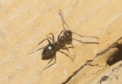 Nylanderia bourbonica