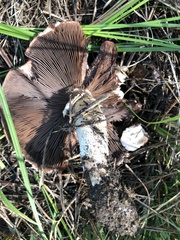 Agaricus sylvaticus occidentalis