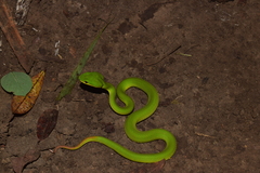 Trimeresurus insularis