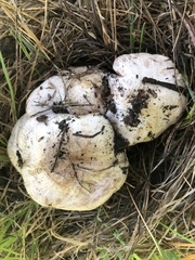 Agaricus sylvaticus occidentalis