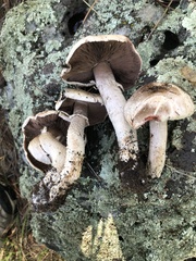 Agaricus sylvaticus occidentalis