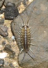 Ligia hawaiensis