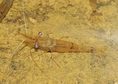 Palaemon debilis