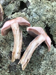 Agaricus sylvaticus occidentalis