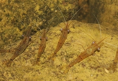 Palaemon debilis