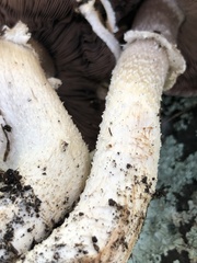Agaricus sylvaticus occidentalis