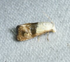 Eugnosta erigeronana