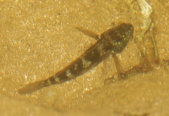 Asterropteryx semipunctata