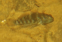 Asterropteryx semipunctata