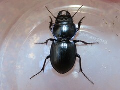 Pasimachus sublaevis