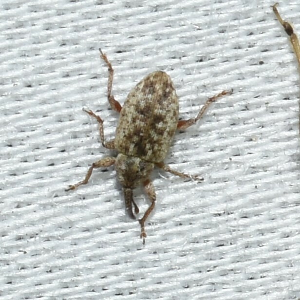 Smicronyx corniculatus