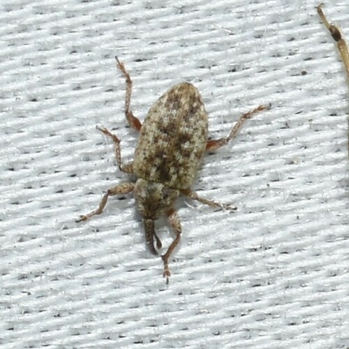 Smicronyx corniculatus