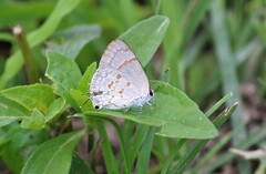 Tmolus echion echiolus