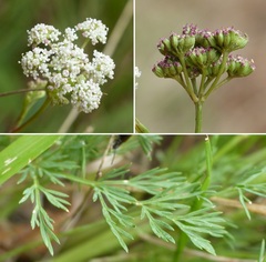 Seseli montanum