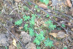 Galium intermedium