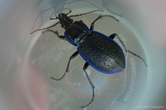 Carabus serratus