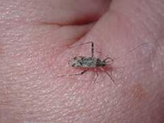 Phytocoris longipennis