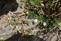 Arenaria ciliata multicaulis